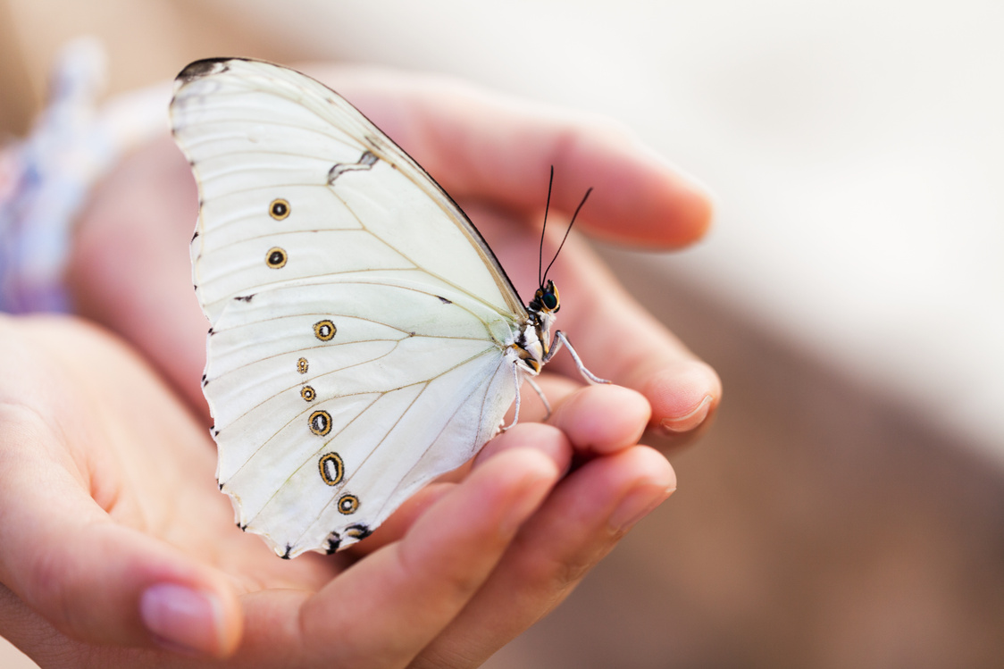 White Butterfly on Hand